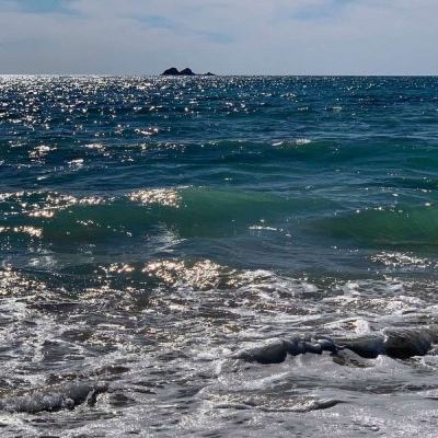 125只海豚在美国海滩集体搁浅 至少10只已死亡